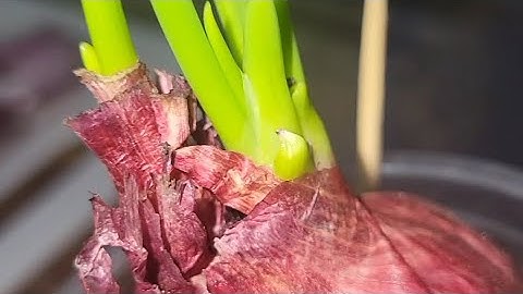 How to grow spring onions at home😊