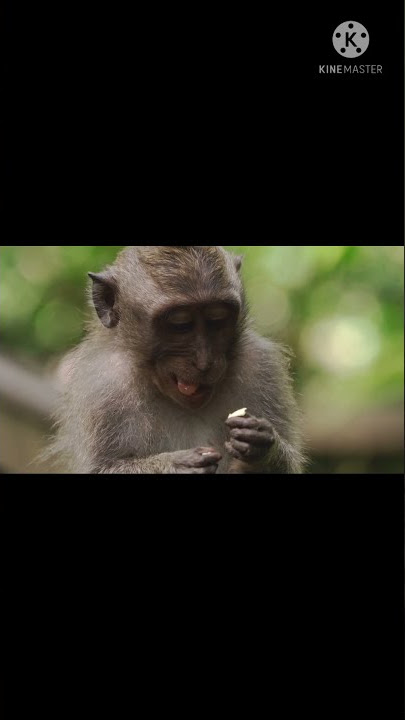 #monyet lapar,tapi suka kacau kebun , jangan melamun ya #hungry monkey