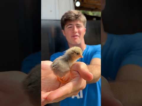 Vídeo: Você deve dar pão aos patos?