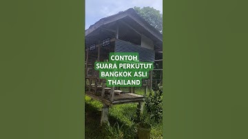 Contoh suara perkutut Bangkok asli Thailand #sutajayabirdfarm #kungmania #perkututbangkok