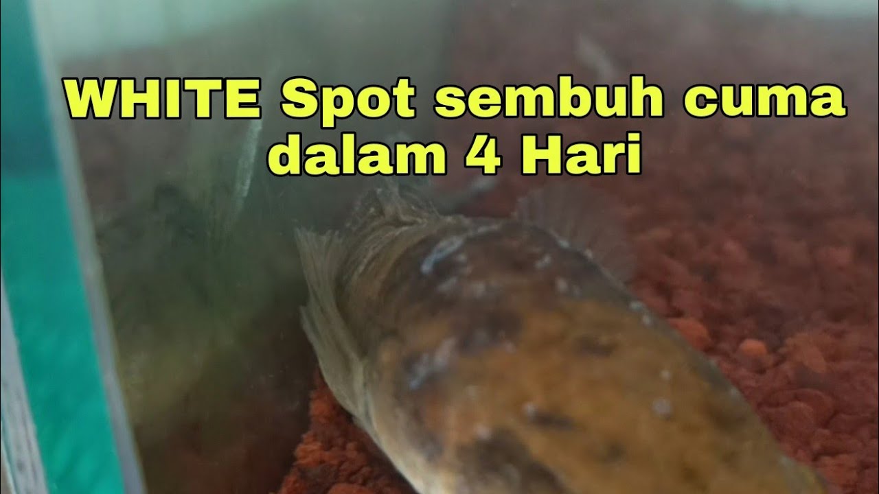 Cara mengobati white spot pada ikan Channa 