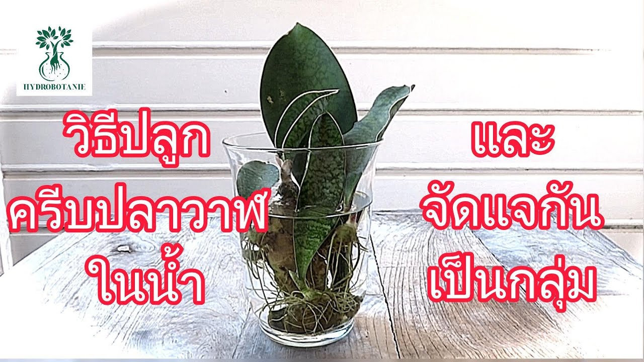 วิธีปลูกครีบปลาวาฬในน้ำ 