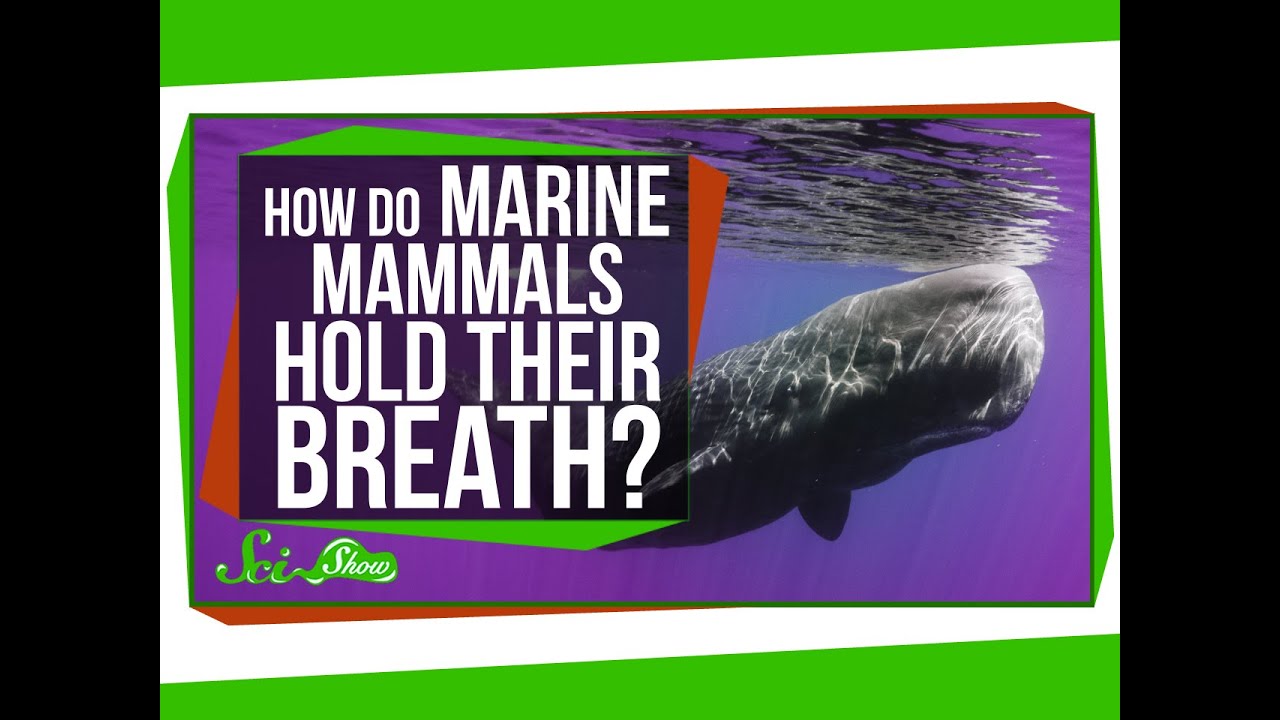 How Do Marine Mammals Store Enough O2 To Remain Active Underwater How Do They Stay Underwater And Still Have Enough Air?