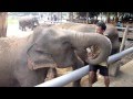 Voyage to Thailand: Elephant Nature Park