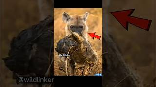 शेरनी का सिर लेकर घूम रहा था हाइना, फिर आया शेर का खौफनाक बदला! #animalfight #shorts