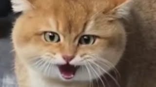 Funny CATS Compilation! #funny #cats #funnyvideo