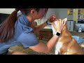 たぶん目薬を世界一上手にうける柴犬 柴犬ゆき Shiba inu, Yuki