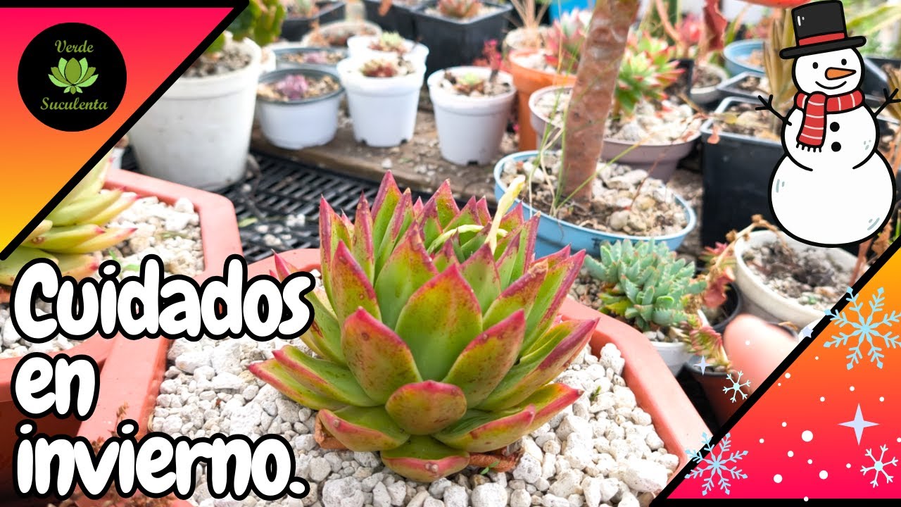 Vamos a platicar de los CUIDADOS BÁSICOS para nuestras SUCUS en INVIERNO.🎄🎄