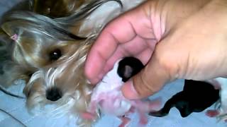 Intro To Parti Yorkies And The Biewer From Silkies Aussies