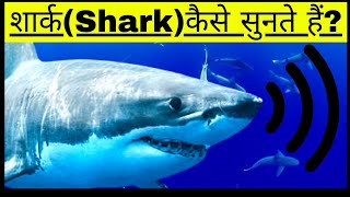 शार्क (Shark)कैसे सुनते हैं? | How Shark's hear? | #shark #marine | Inner ear of shark | in Hindi .