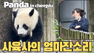 [Chengdu] BeiChuan(北川)'s baby panda | 엄마처럼 잔소리하는 사육사님과 교육받는 베이비판다