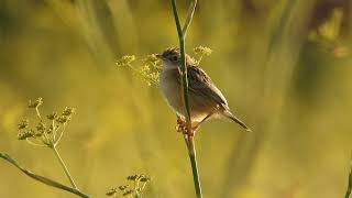 Buitrón, picaxuncos, streaked fantail warbler (Cisticola juncidis)