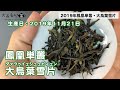 【冬茶】蘭花香をしっかりと愉しめる鳳凰単叢・大烏葉紹介【中国茶・中国上海】中国茶紹介編-007