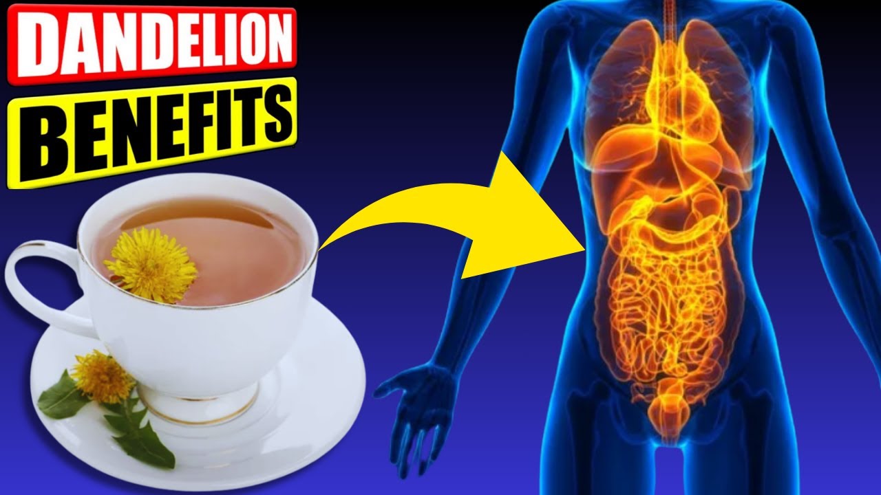 Taraxacum officinale dandelion plant used for dandelion root tea and digestive health