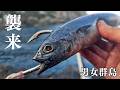 【驚異】どんな時期でも釣れてしまう日本最高峰の島　男女群島