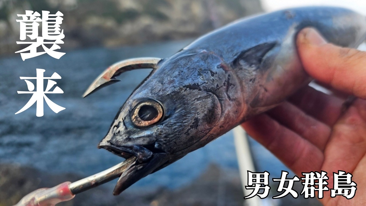 【驚異】どんな時期でも釣れてしまう日本最高峰の島　男女群島