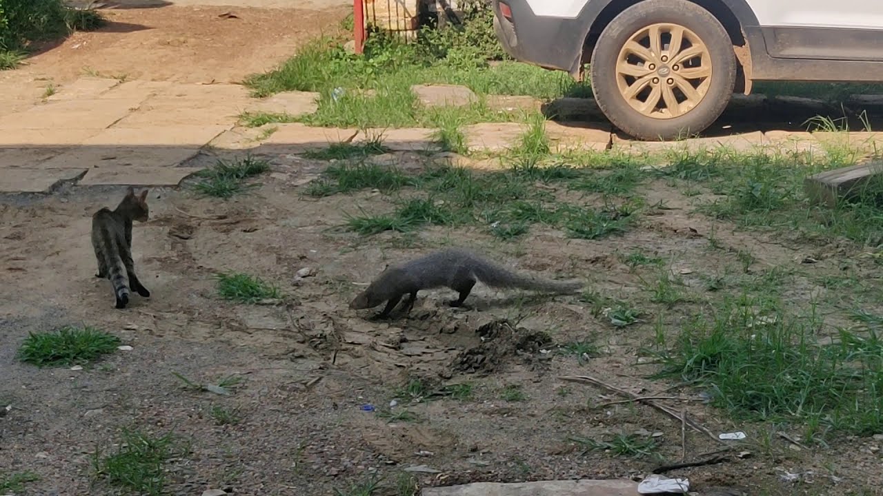 Mongoose And Cat Fight