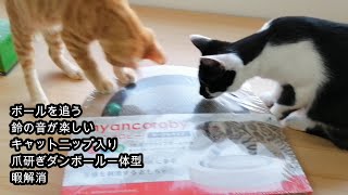 ［ニャンコロビー］〔キャットニップ入りボール〕｛爪研ぎ｝〈鈴の音〉クルクル回るボールに夢中　編集動画BGMセリフ付き