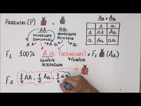 Vídeo: O que é um traço simples de Mendel?