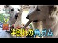 【エゾ鹿の角ガム】天然のオモチャ鹿角を夢中で噛む犬/ホワイトスイスシェパード&チワワ/A dog crazy about deer horns