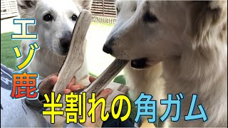 【エゾ鹿の角ガム】天然のオモチャ鹿角を夢中で噛む犬/ホワイトスイスシェパード&チワワ/A dog crazy about deer horns