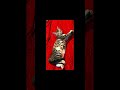 #Kitty #Cat #Kitten #Viral #Trending #edit #Insane #subscribe #youtube #youtubeshorts #shorts #Like
