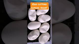 Ball python egg cutting coming soon!! #shorts #youtubeshorts #animals #hatching