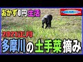 【おかず0円生活】正月の多摩川土手菜(野草)摘み♪