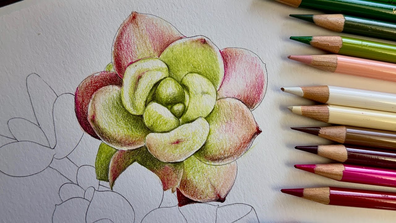 Parte 01 / Pintura de suculenta com Lápis de cor 