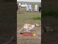 fastest greyhound of 2026| greyhound dog| #wildlifeentertainment #dogrunning #dog