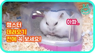 What hamsters do when they are sick. And the cute hamster takes medicine.