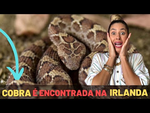 Vídeo: Quem expulsou todas as cobras da Irlanda?
