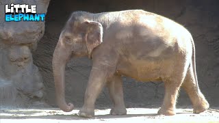 Admiring The Beuty Of A Gorgeous Elephant