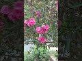 #youtubeshorts #viral#viralvideo #viralshorts#trendingshorts #trending #nature#flowers #naturelovers