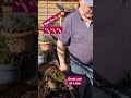 Great axe 🪓 work to split the plants whilst potting in the #greenhouse #gardener #garden #pots #me
