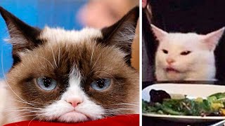 The Most FAMOUS CATS On The Internet