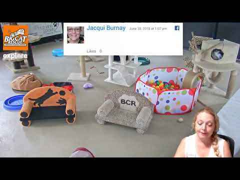 cheetah running speed LIVE at Big Cat Rescue in Tampa, FL