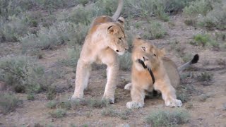 VERY CUTE  and Playful Lions