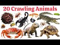 20 रेंगने वाले जानवरों के नाम | Learn 20 Crawling Animals Name in English for Kid's | Kid's Video