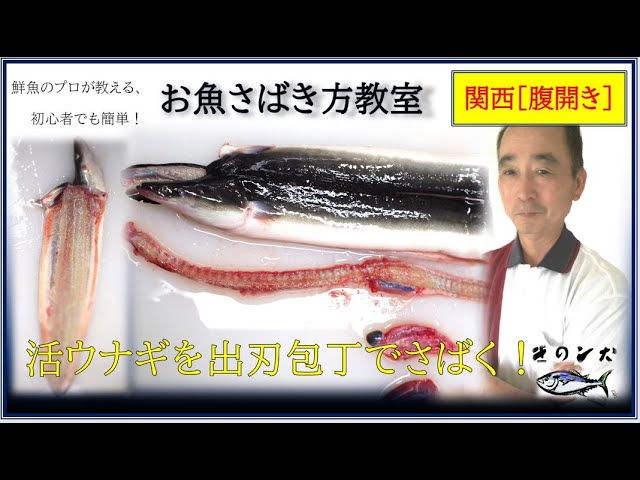 ウナギ 鰻 のさばき方 初心者用 関西腹開き 蒲焼 By鮮魚店 きのした生魚店 広島県東広島市西条 21 How To Fillet Eel Youtube
