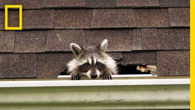 Wildlife Raccoon Removal And Trapping Services Ann Arbor, Novi, Michigan -  Pest EZ