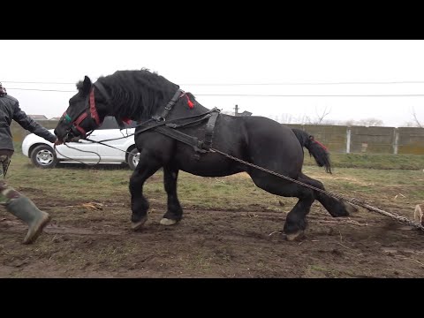 Video: Diferența Dintre Târg și Festival