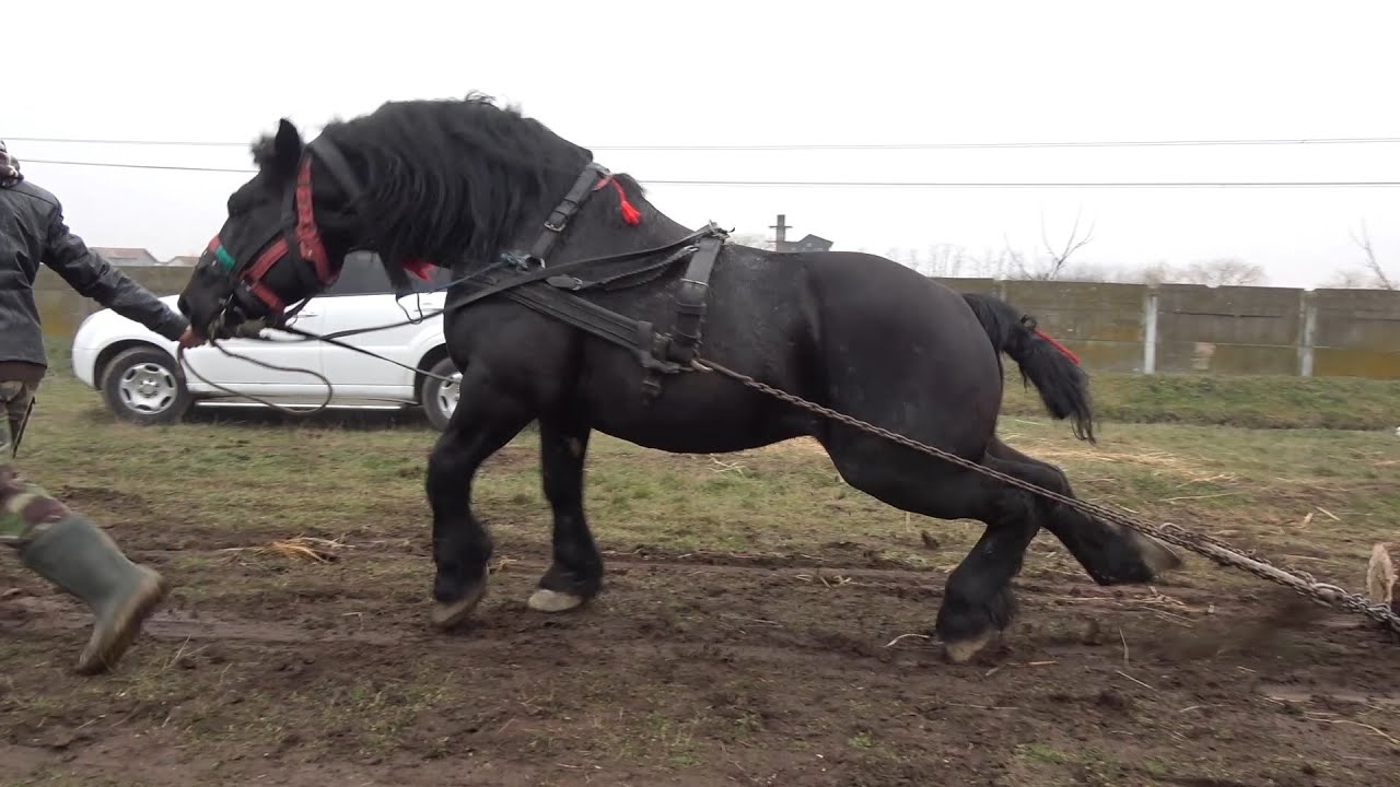 Targul de cai de la Mediesu Aurit, Satu Mare 28 Ian 2020 Nou!!!