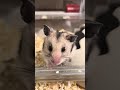 思わず癒されるハムスターのウィンク🐹😉
