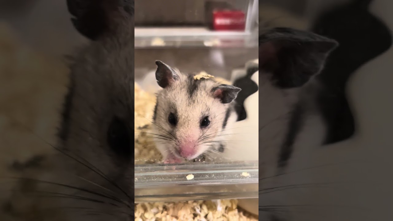 思わず癒されるハムスターのウィンク🐹😉