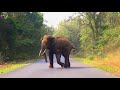Behavior & chasing Of Elephant (part-3).