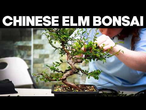 Rescuing a Chinese Elm Bonsai Tree