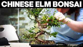 Rescuing a Chinese Elm Bonsai Tree