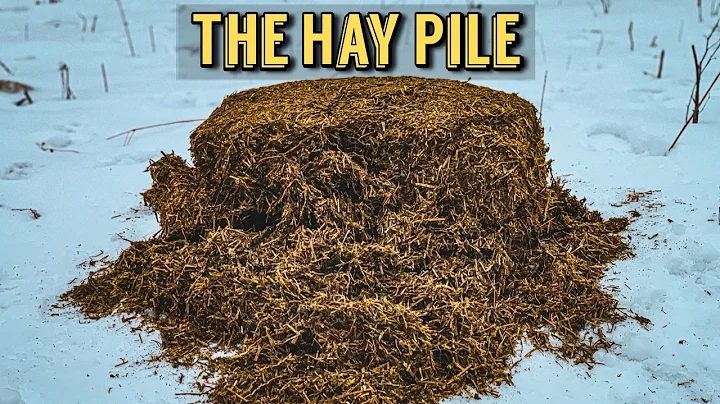 We Left a PILE OF HAY in the Woods. Here's what happened! Trail Camera: The Hay Pile