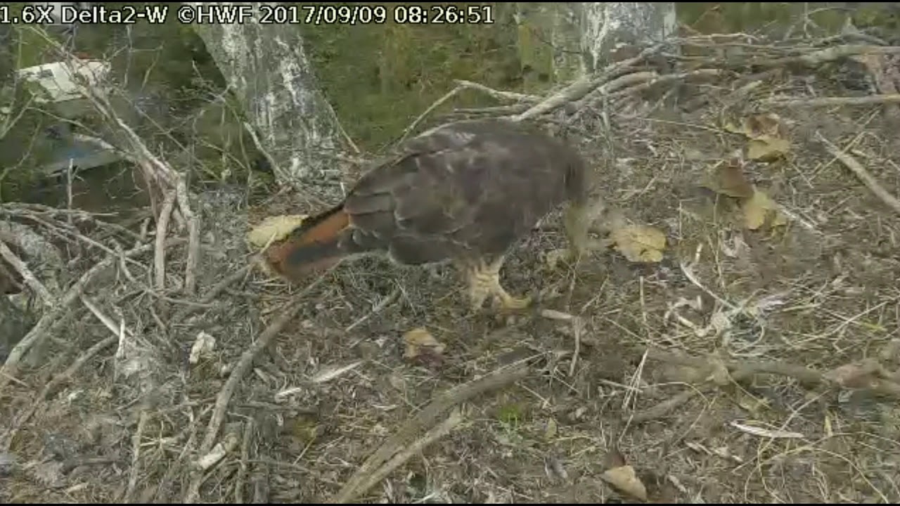 bald eagles in wisconsin Delta 2 WEST 8:25am 09 Sept 2017 Red Tail Hawk visits nest